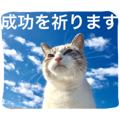 CATS＆SKY Message